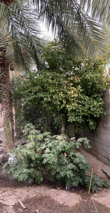 بوم گردی مزجی روم(محدوده روستای گردشگری عَلْوَه وقدمگاه نبی صالح کارون خوزستان)